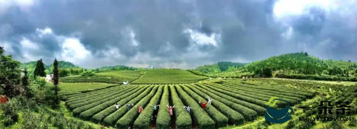 宜春西村镇：一垄垄茶树吐露出嫩绿的新芽