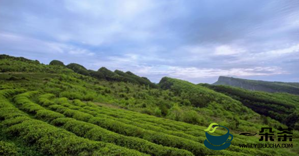 四川剑阁大力发展茶叶产业 预计2025年实现年产值2亿元