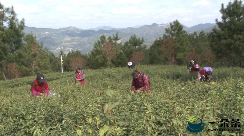 达州万源：能人驱动做强茶产业，“绿色银行”撑起茶农钱袋子