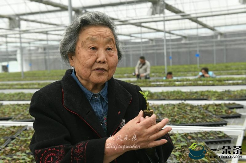耄耋之岁的“茶奶奶”，您是商南茶山里最美的风景
