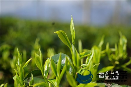 2020年云南省云茶产业新颁绿色有机认证证书380张