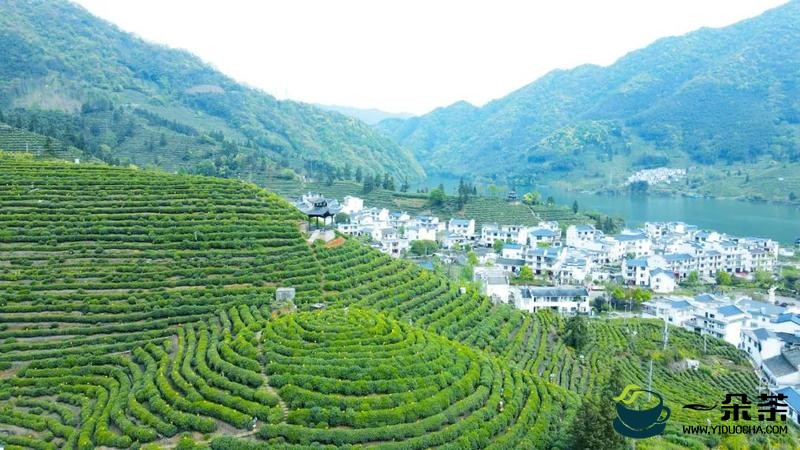 推动茶产业高质量发展，打牢乡村振兴的产业基础——访黄山市人民政府副市长张正竹