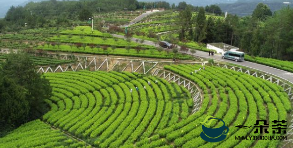 旺苍百亿茶产业链助力乡村振兴 诠释“绿水青山就是金山银山”