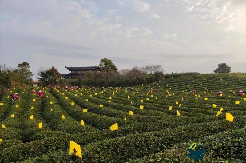 让“茶科技”直达田间地头，助力福鼎白茶生态茶园建设
