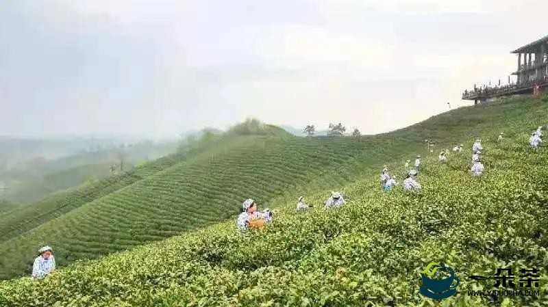 打造茶乡田园综合体 提升茶叶地域创造力