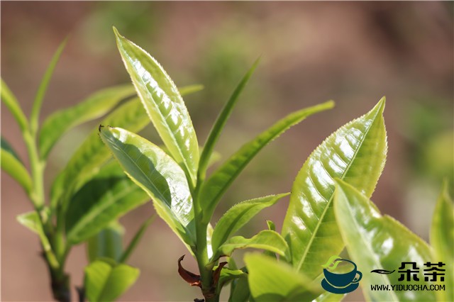 福建省农业农村厅关于加强茶产业职业技能提升十条措施的通知