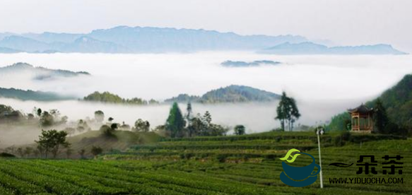 一“叶”致富——“桑植白茶”地标助力乡村振兴纪实