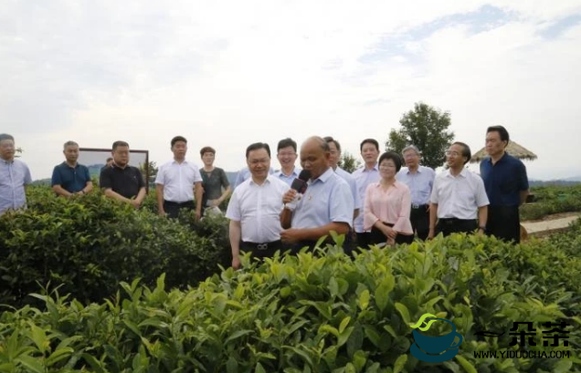 中国工程院院士刘仲华一行调研安康市茶产业发展情况