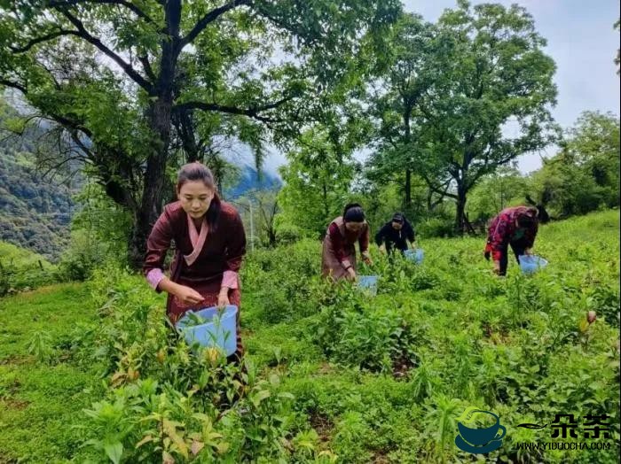 西藏波密县雪瓦卡村：文旅融合发展茶产业 助力乡村振兴