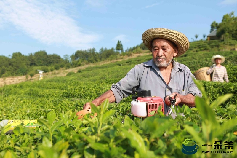 西农大：技术指南 为汉中茶叶发展送良方