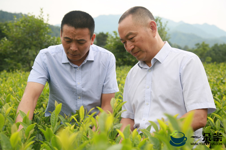 陕西汉中：“茶博士”与“茶王”合种科技茶
