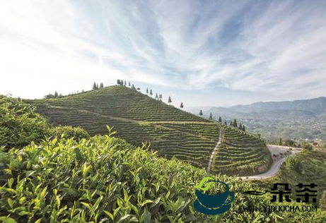 富硒生态茶叶产业发展进入提质增效快车道