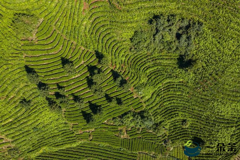 湘西州：推广新技术 助力茶产业高质量发展