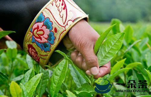 西藏茶界：把茶产业做成民生工程