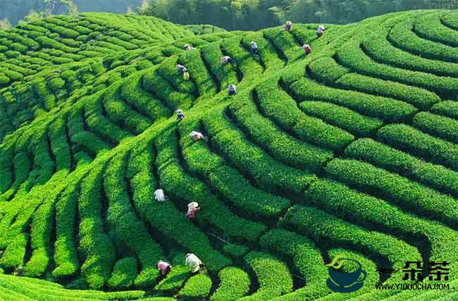 中国哪里的茶叶比较出名【最好的茶叶排名】