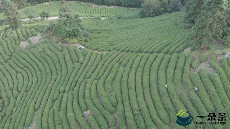 推进生态茶园建设！武夷山走茶产业可持续发展道路