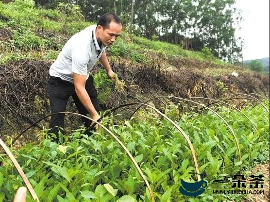 江门鹤山：退役军人回乡创办茶苗培育基地 助力茶产业发展