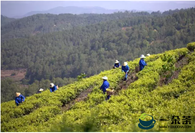 农业农村部答复：关于茶产业科技创新与绿色发展相关问题建议