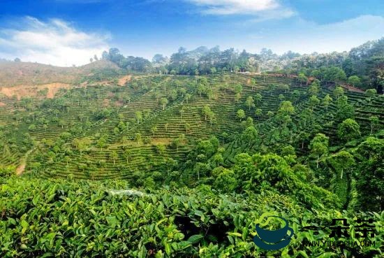 合力推进茶产业发展集聚区建设