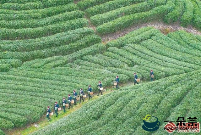 今年霞浦茶叶产量预计可达9746吨，产值超7亿元