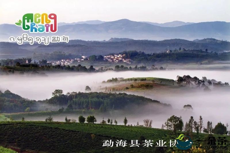 勐海县茶文化八进活动 走进勐海濮人农业庄园