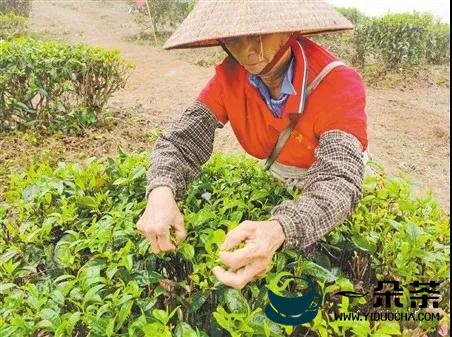 鹤山双合镇：做强茶产业 助推乡村振兴