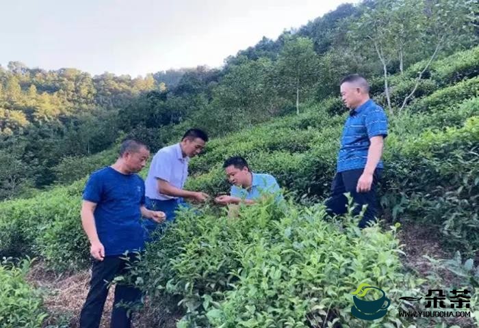 陕西省茶叶产业技术体系为十四运会和残特奥会农产品供应保驾护航