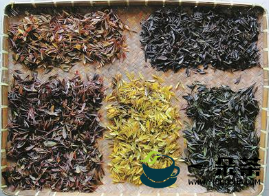 从白化茶种质开发到紫化茶品种育成宁波茶业迎来多彩时代
