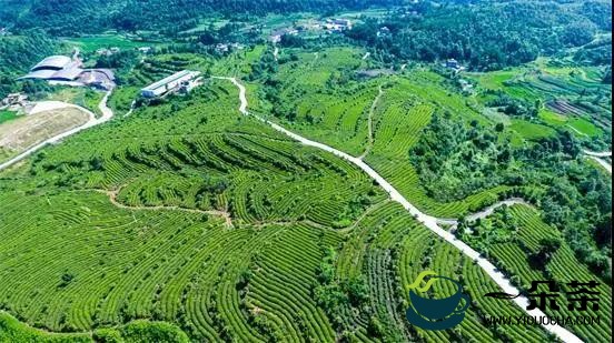 贵州金沙：大力发展绿色产业 小茶叶实现大作为
