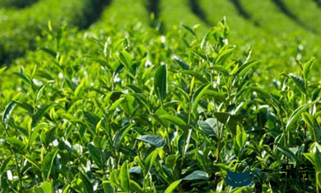 平昌县着力构建茶产业“一园两翼三片”发展格局