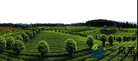 走向绿色可持续发展！贵茶集团雨林认证茶园突破3万亩