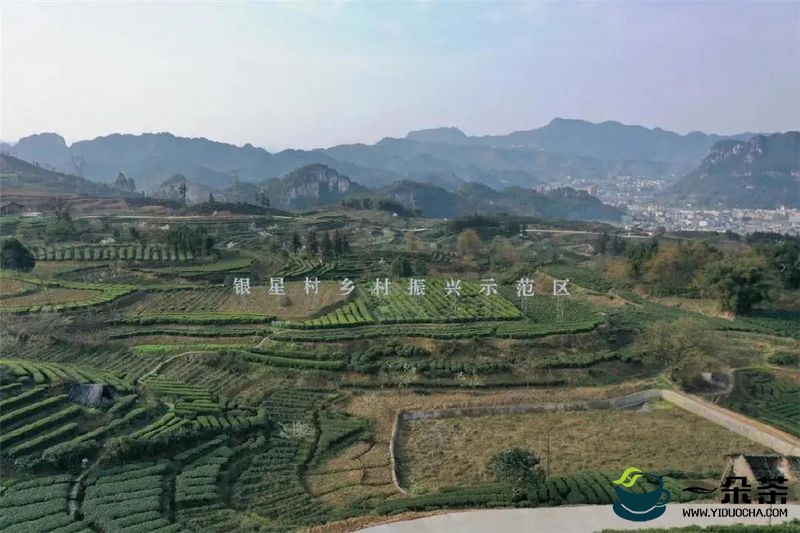 筠连县“三大举措”助推茶产业发展