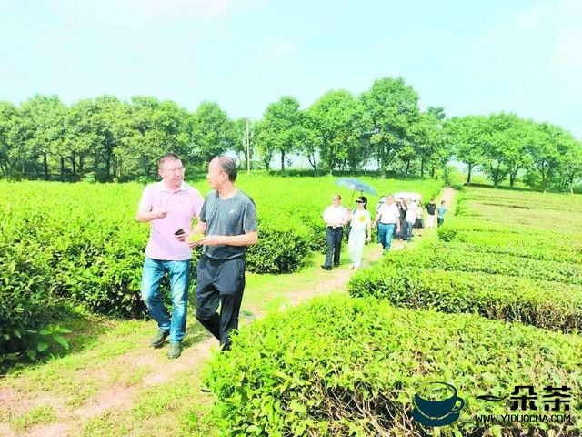 岳阳专家和旅行社深入茶旅精品线路考察调研 推动茶旅融合发展