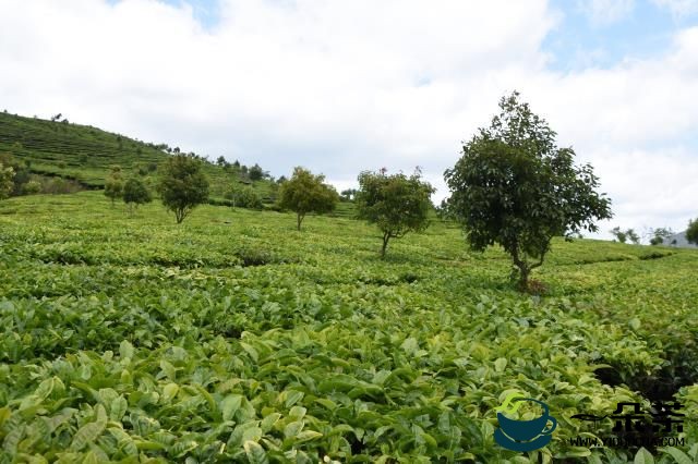 促进茶产业健康发展，三部门鼓励发展直播带货等新业态