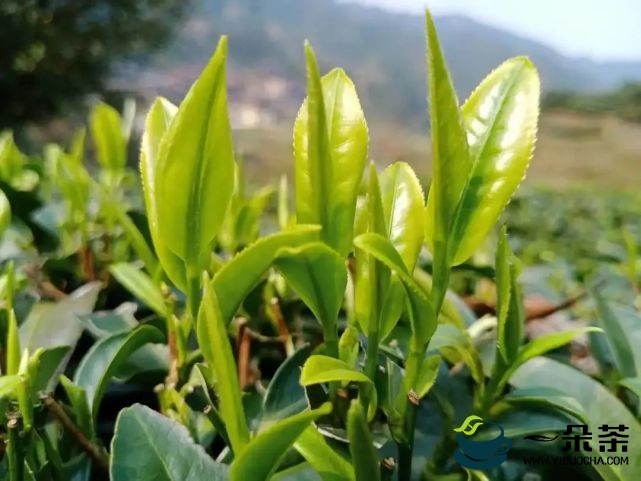 草坝镇：开展茶叶种植加工技术人才专题培训