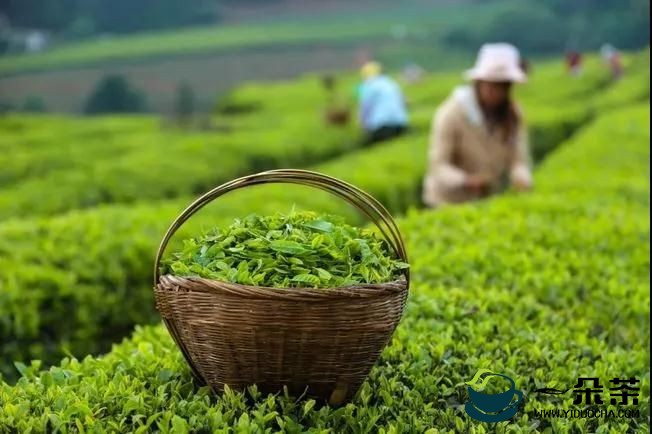 全国茶产业发展大局，将从这六大方面推进