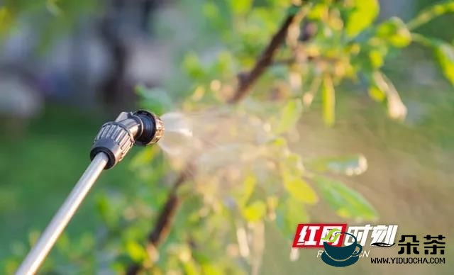 “史上最严”农残新国标正式实施 湖湘茶农要注意了！