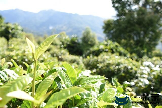 凤庆三岔河镇：“协商在基层”拓宽茶产业发展新路子