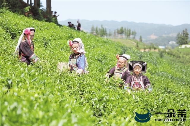 普安：茶产业提质增效助力乡村振兴