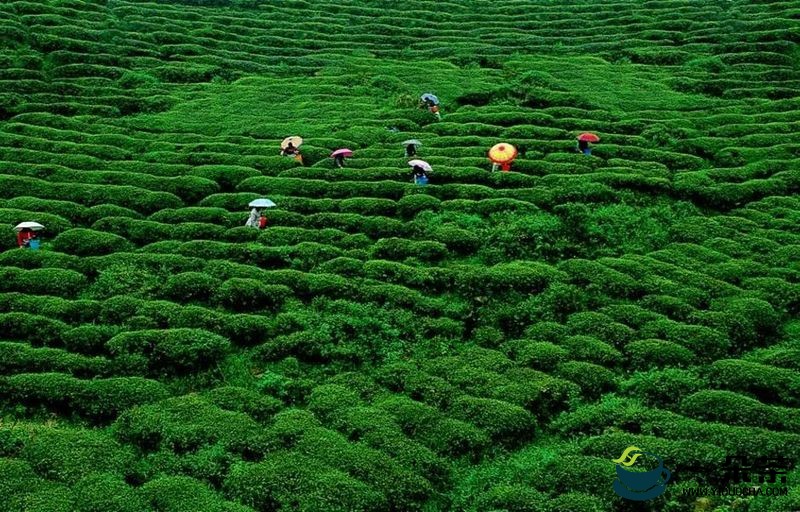雅安市藏茶产业现代农业园区以社会化服务促园区焕发新活力