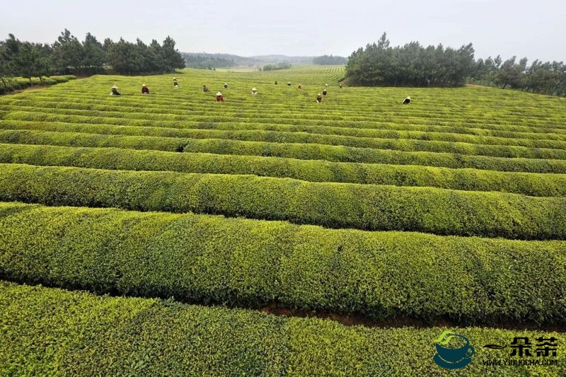 我国茶产业发展“十三五”回顾及“十四五”展望