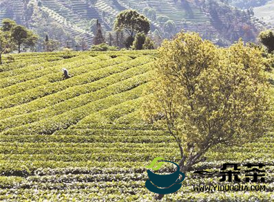 普洱：一片生态有机茶叶 一个可持续发展产业