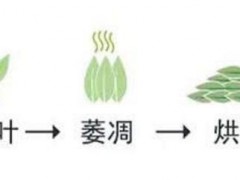 白茶的制作工艺流程图【附步骤】