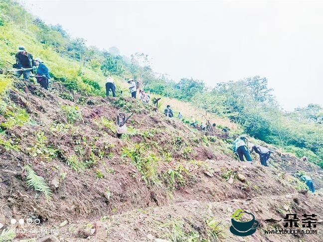 马西当村：发展绿茶产业 打造绿色旅游