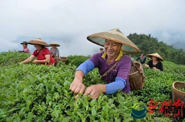 黑茶飘香：看中国茶界的“安化奇迹”