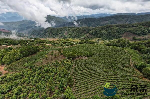 云南镇沅：努力实现茶产业高质量发展