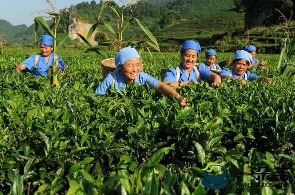文山广南：茶产业绿色融合发展 助力乡村振兴