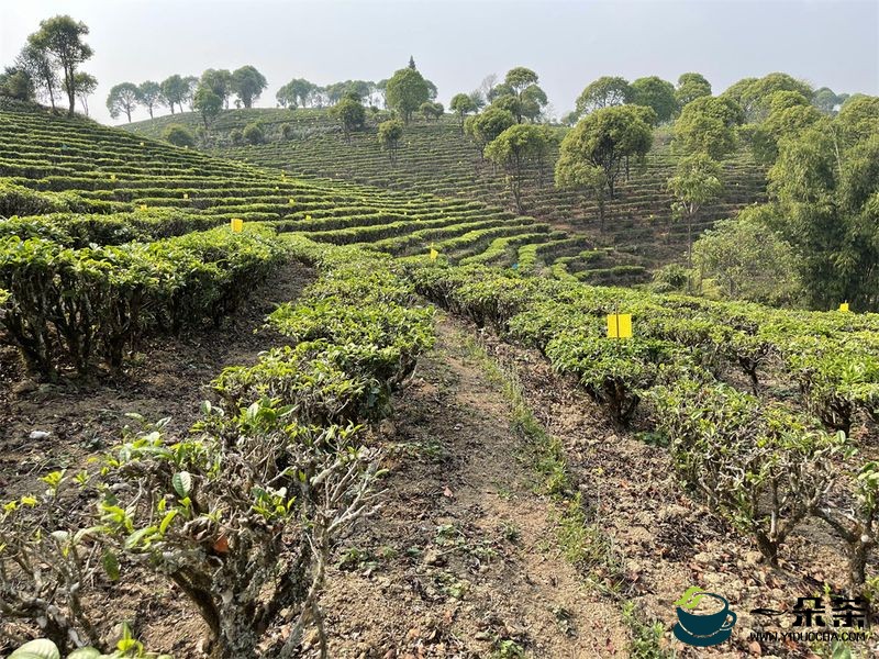 “茶叶”升级“茶业”，寿宁多举措服务茶产业发展