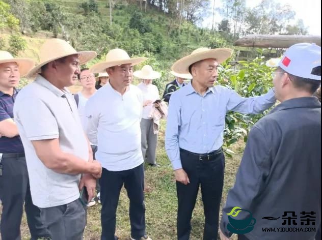 ​省人大调研组赴普洱市调研古茶树保护立法情况