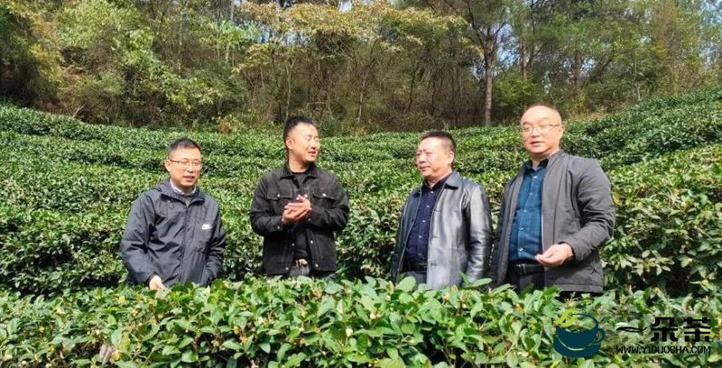 汉中市茶业发展中心调研略阳茶产业发展情况